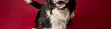 LA PHOTOGRAPHIE ANIMALIERE : APPRENDRE A PHOTOGRAPHIER LES CHIENS EN STUDIO